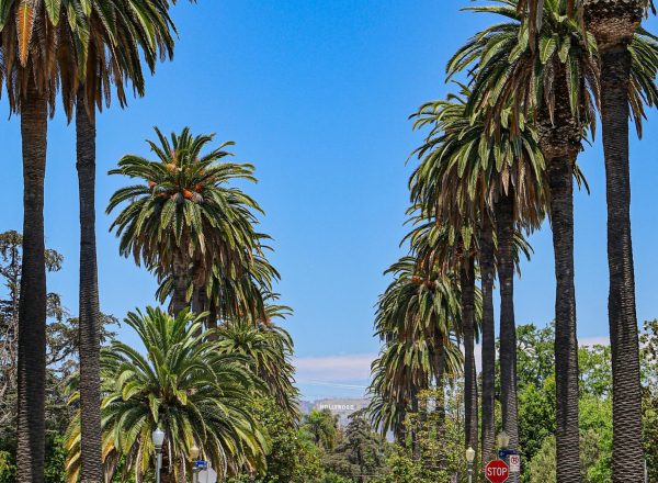 Palm tree hollywood los angeles street